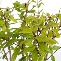 KENTIS - Granatapfel-Bonsai - Punica Granatum Bonsai - Echte Pflanzen Für Den Außenbereich - Handgefertigter Keramiktopf - Topf Ø 15 H 20-30 Cm