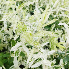 Harlekinweide Stämmchen Exotisch Stauden Winterhart Mehrjährig, Pflanzensamen Heckenpflanzen Hakuro Blumensamen Zierblumen Hecken Sträucher Winterhart 30Samen
