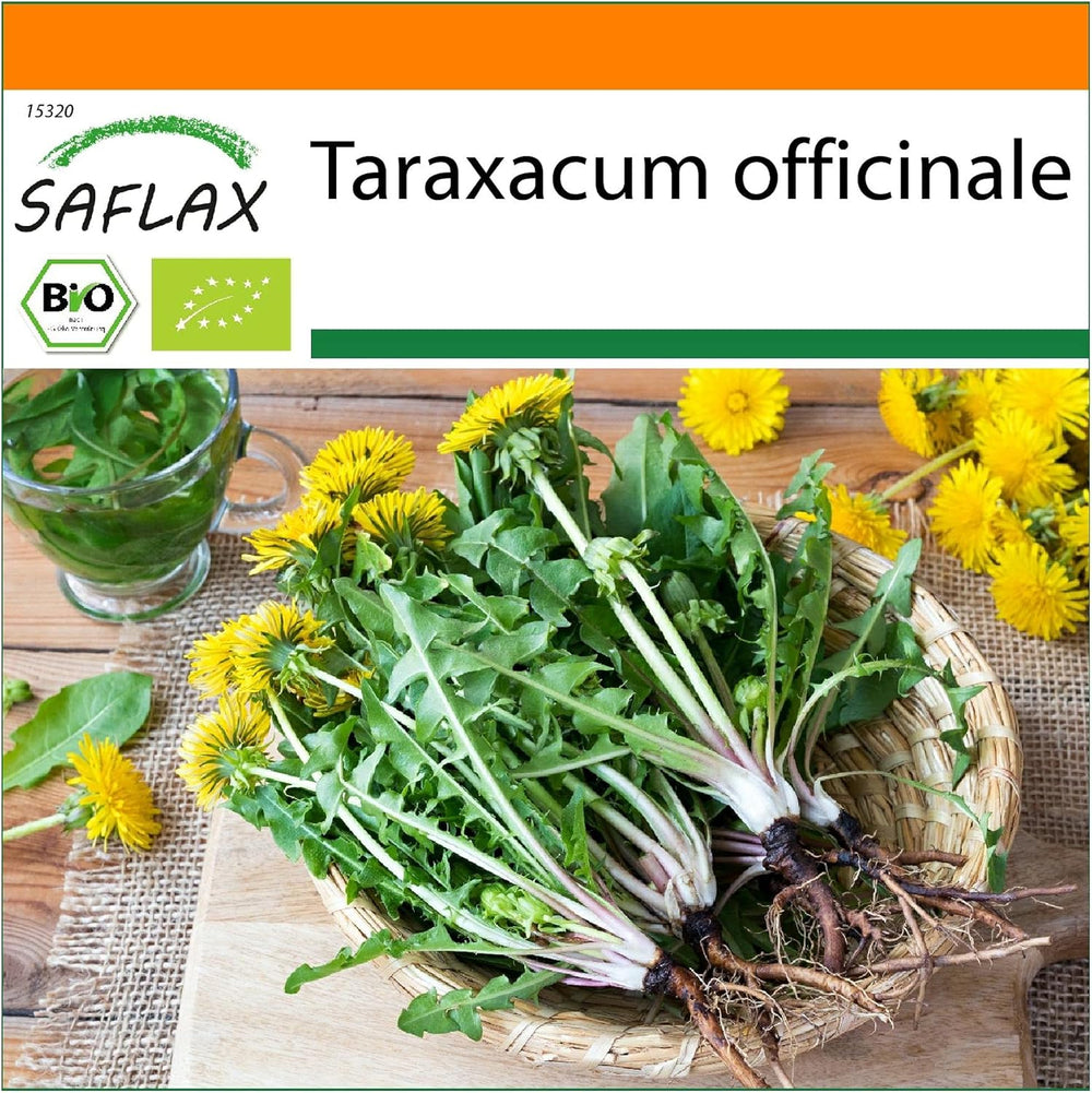 SAFLAX - BIO - Dente di leone - 400 semi - Taraxacum officinale