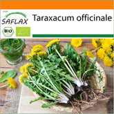 SAFLAX - BIO - Dente di leone - 400 semi - Taraxacum officinale