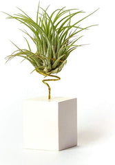 Echte Hängende Tillandsia-Pflanzen Mit Ständer - Lebende Luftpflanzen - Windtochter-Pflanze Echte Zimmerpflanze - Air Plant - Zimmerpflanzen Luftpflanzen (Schwarz)