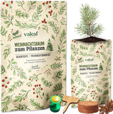Weihnachtsbaum Anzucht Set I Tolle Geschenk-Idee, Wichtelgeschenke Weihnachten, Nikolausgeschenke Und Garten Geschenke I Weihnachtsbaum Aus Der Dose (Blaufichte 3)