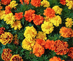La Verde IO E IL MIO GIARDINO. Tagetes Bonita Mescolare i semi di fiori per ca. 100 piante, calendule a fioritura lunga, fiori doppi, semi non OGM