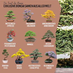 10 semi di bonsai da 5 continenti | Semi di alberi esotici per il tuo bonsai unico | Starter Kit e appassionati di piante | Il nostro set bonsai come idea regalo speciale