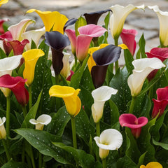 Calla Lilien Zwiebeln Winterhart Mehrjährig - Zantedeschia - 10 große Blumenzwiebeln, 5 Sorten Mix - Echte Pflanzen aus Holland - für Garten und Topf (grosse Knollen, kein Samen und nicht künstlich)