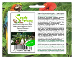 Stk - 10X Begonia Picta Ziersträucher Garten Pflanzen - Samen ID337 -