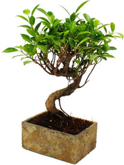 Bonsai Fürs Zimmer - in Moderner Trendkeramik - Zimmerbonsai Ficus - 6 Jahre Alt - Steinoptik