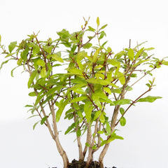 KENTIS - Granatapfel-Bonsai - Punica Granatum Bonsai - Echte Pflanzen Für Den Außenbereich - Handgefertigter Keramiktopf - Topf Ø 15 H 20-30 Cm