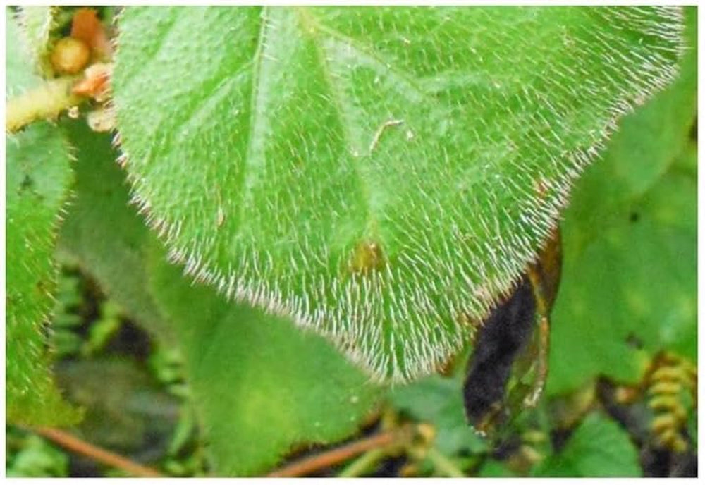 Stk - 10X Begonia Ignea Ziersträucher Garten Pflanzen - Samen ID340 -