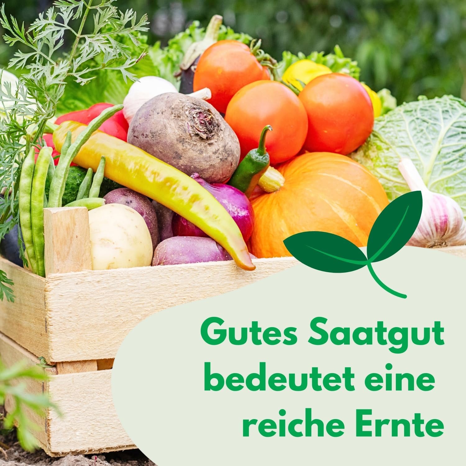 Semi Cosmos Sensation Mix 1g, Cosmos Mix Fiori estivi, Piante da giardino Piante da balcone, Semi di fiori