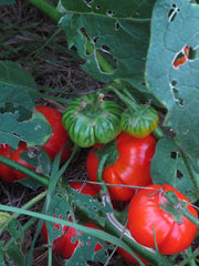 Äthiopische Eierfrucht (Solanum Aethiopicum) 20 Samen Afrikanische Sorte