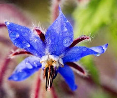 Semi 20 pezzi Borago Officinalis Semi di fiori esotici Giardino fiorito all'aperto Bello e luminoso (Liu Li Ju): 13