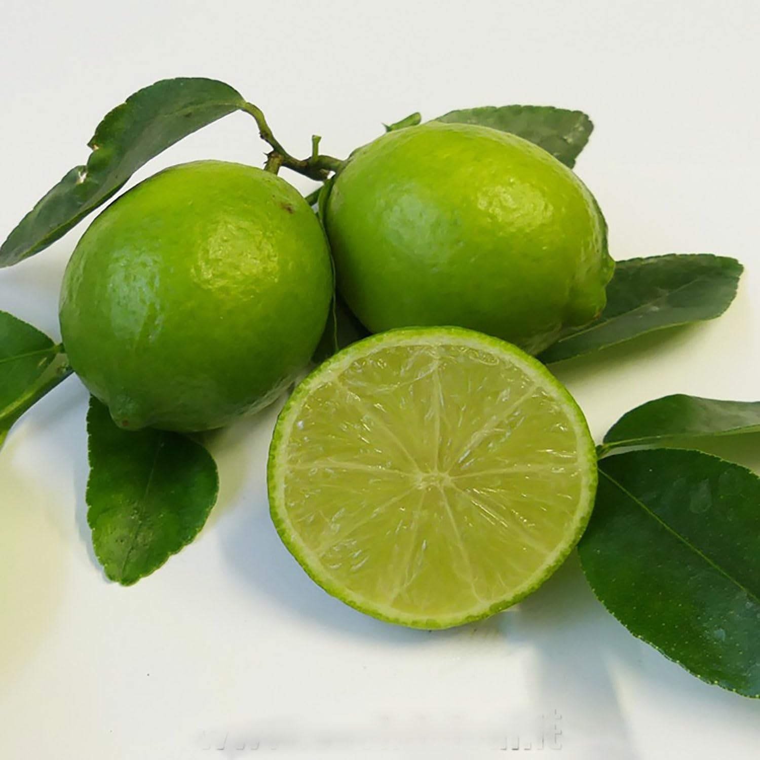 SAVINI VIVAI Zitruspflanze Tahiti-Limette Im 20 Cm Topf, Höhe 70 Cm, 2-3 Jahre Veredelung, Hergestellt in Italien