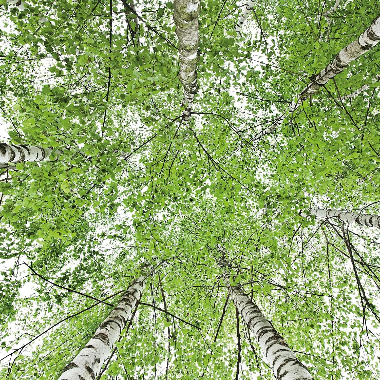 WELEDA Bio, Olio corpo con olio di jojoba, rinforza la pelle e attiva il metabolismo cutaneo, 100 ml Doccia e bagno Naty Shop