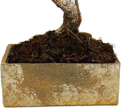 Bonsai Fürs Zimmer - in Moderner Trendkeramik - Zimmerbonsai Ficus - 6 Jahre Alt - Steinoptik