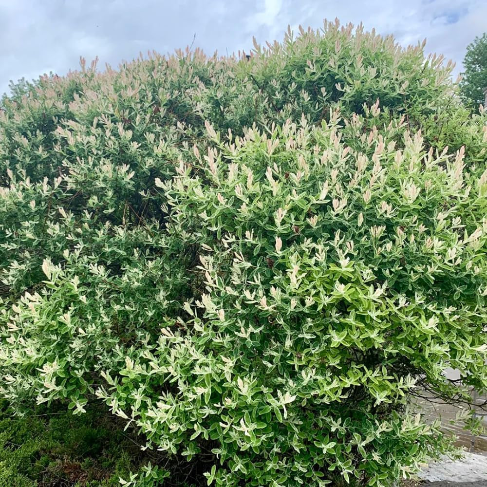 Harlekinweidesamen, Immergrüne Winterhart Salix Integra, Hochbeet Exotische Sträucher Garten Baumsamen Schnell Wachsende 250Pcs