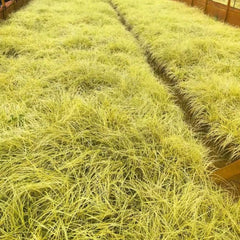 Carex Oshimensis Evergold Winterharte Ziergräser Für Kübel Sichtschutz Winterfeste Immergrüne Sträucher Winterhart Steingartenpflanzen Herbst Deko Winterharte Kübelpflanzen Seltene 200Samen