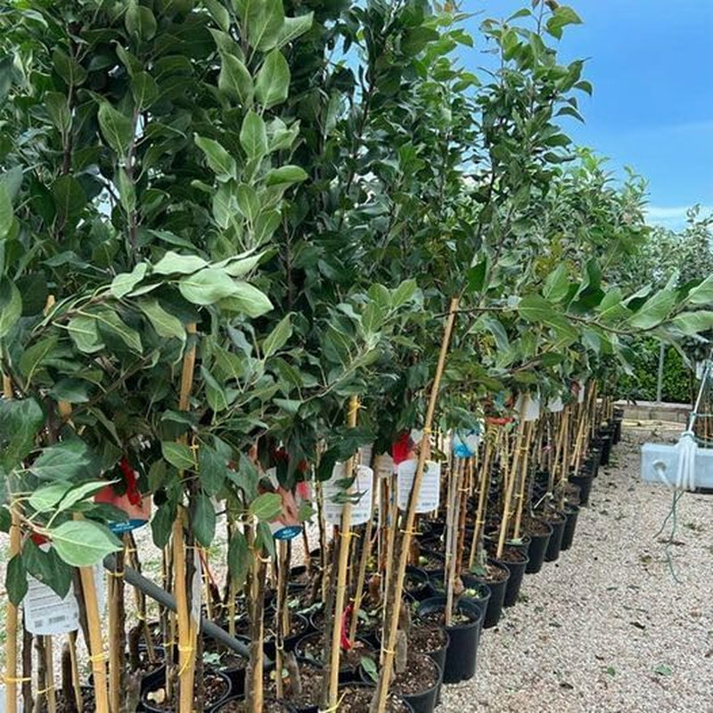 Apfelbaum Sorte Rosa Di Caldaro – Obstpflanze Im Topf Ø 24–26 Cm – Höhe Max. 180 Cm – Alter 4 Jahre – Italienische Baumschule