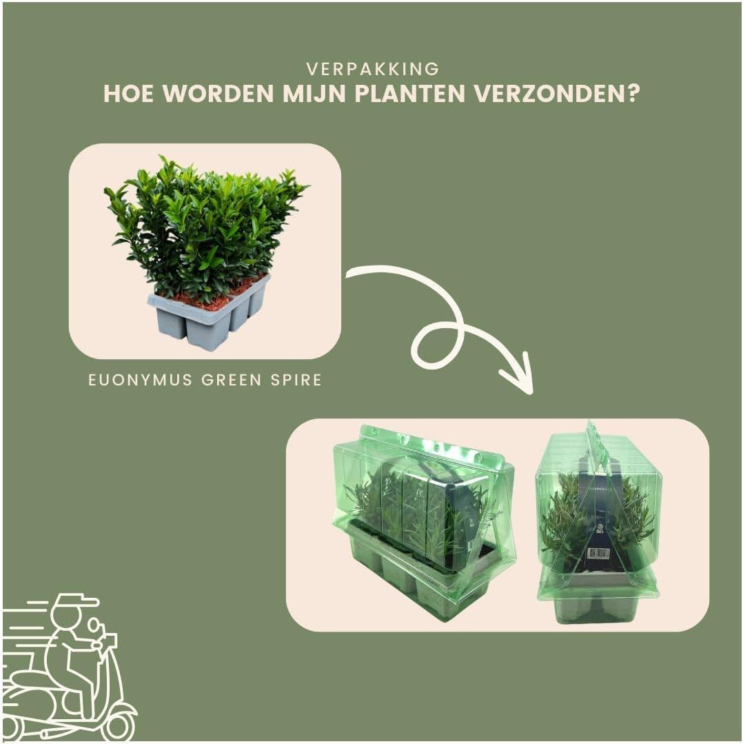 Plants by Frank | 48 Grüne Spindelstrauch Heckenpflanzen | Euonymus Japonicus 'Green Spire' | Japanischer Spindelstrauch | Buchsbaum Ersatz | Winterhart | Immergrüne Hecke | Gartenpflanzen