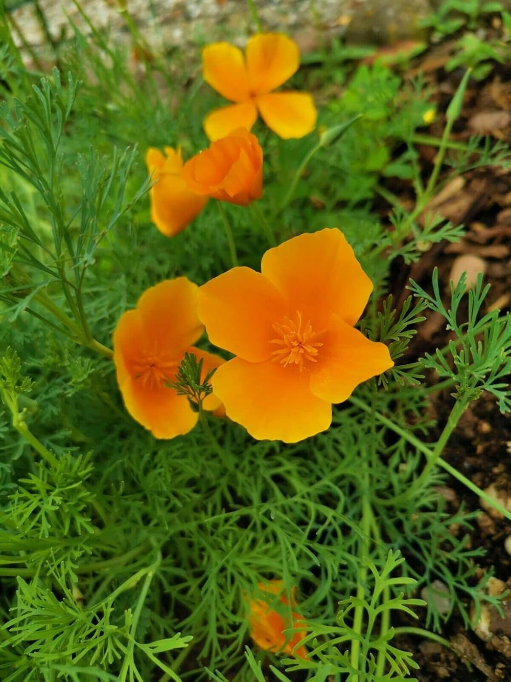 1000 semi di papavero della California (Eschscholzia californica), prato di fiori selvatici, pascolo di api.