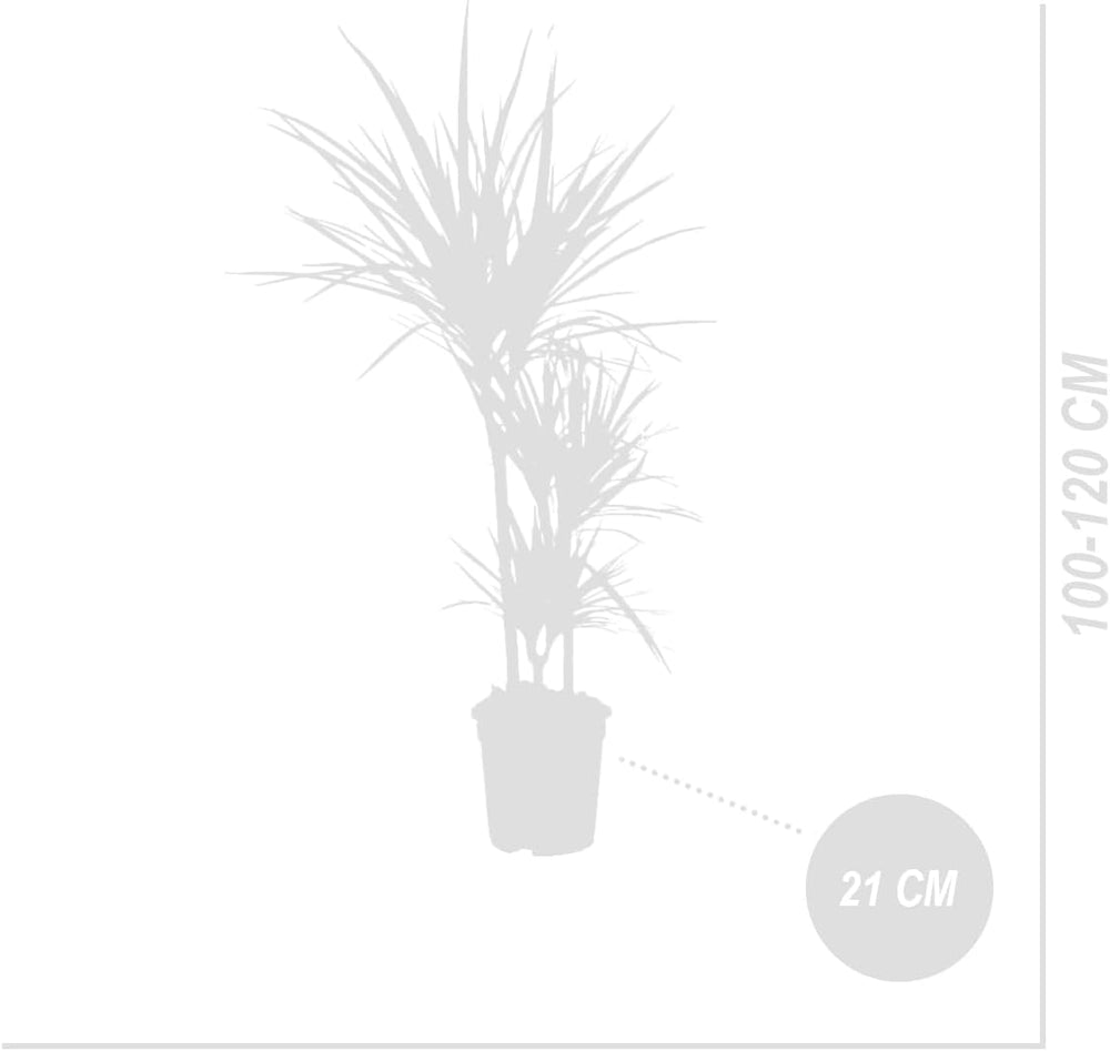 Bloomique - Dracaena Marginata - Drachenbaum - Zimmerpflanzen Groß - Pflegeleicht - Luftreinigend - Höhe 90-110 Cm - Topf 21 Cm