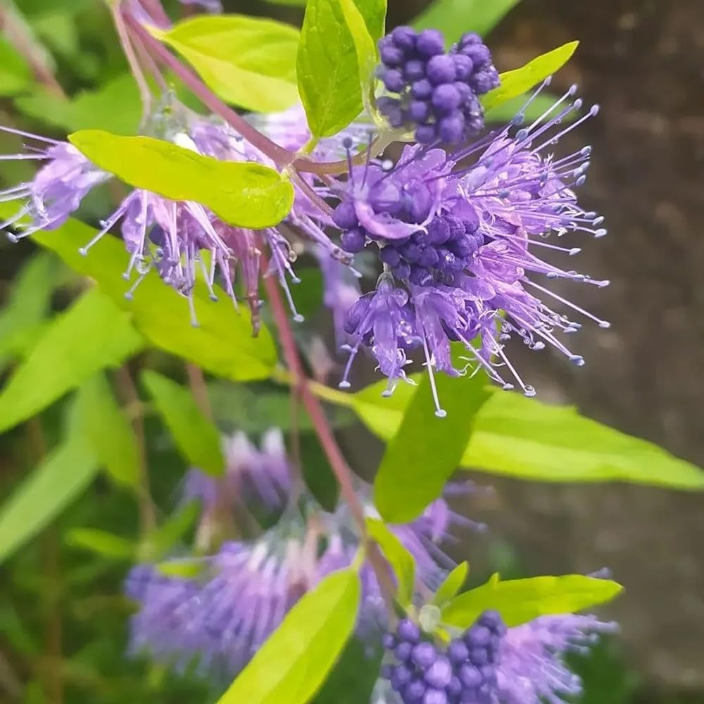 Bartblumesamen, Winterharte Kübelpflanzen, Hecken Bartblume, Kräuterpflanzen Schnell Wachsende 50Pcs
