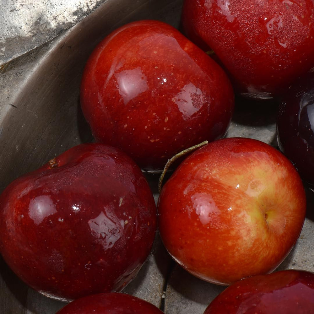 Susincocco Pflaumen - Obstpflanze Alte Frucht Auf Blumentopf 20 - Baum Max 170 Cm – 2 Jahre Anbau Italien