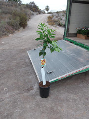 Blutorangenbaum, Citrus - Sanguinelli, Naranjo, Ca. 125-140 Cm Hoch