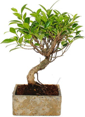 Bonsai Fürs Zimmer - in Moderner Trendkeramik - Zimmerbonsai Ficus - 6 Jahre Alt - Steinoptik