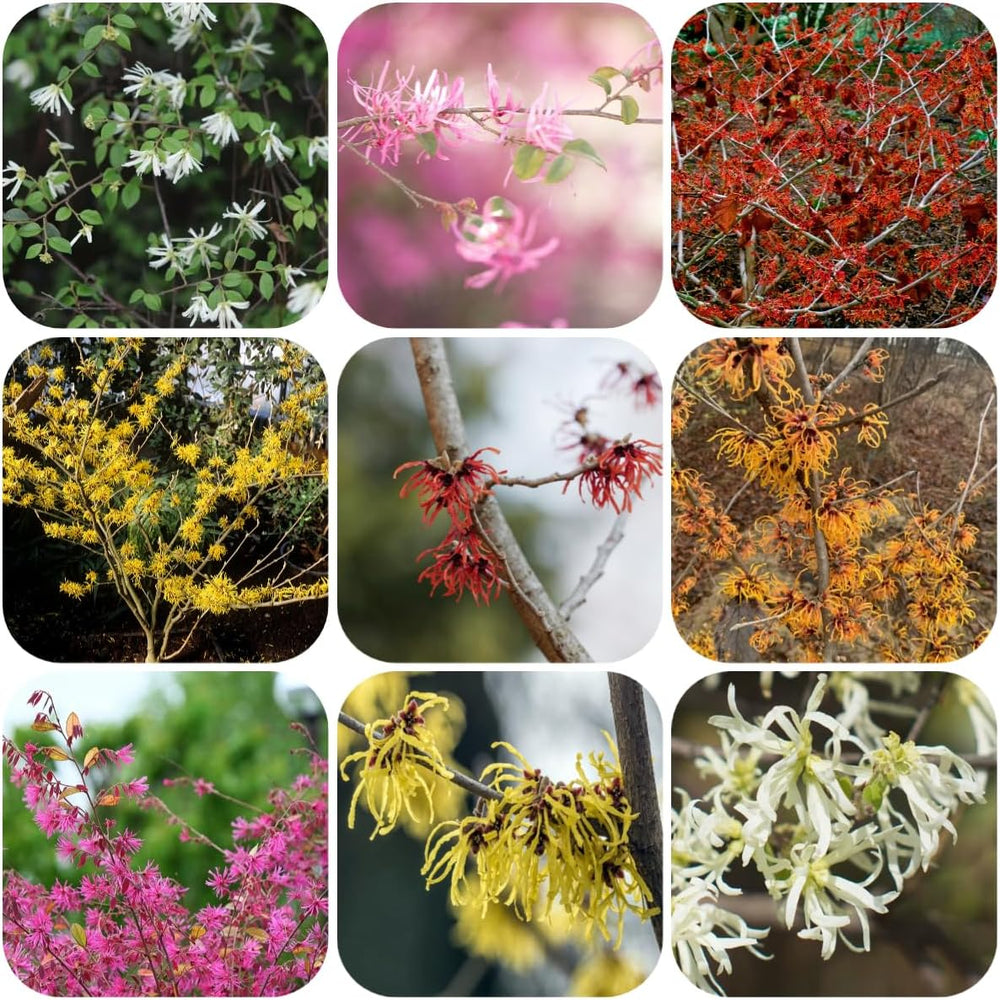 Zaubernuss, Blumensamen Schnell Wachsende Gartendeko Für Draußen Blumensamen Gastgeschenk Seltene 100Samen