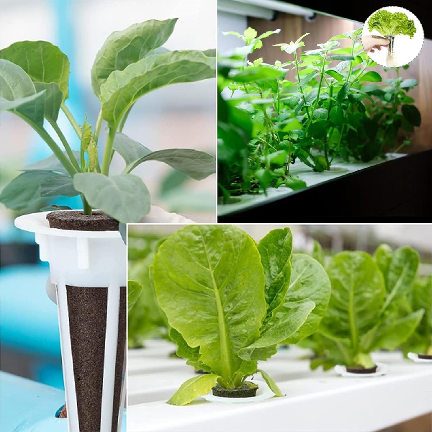50 spugne di ricambio per coltivazione, tubi per la stabilizzazione dei semi, tappi per spugne per la coltivazione delle radici, kit di coltivazione idroponica per sistemi di coltivazione idroponica, coltura idroponica per interni, giardino