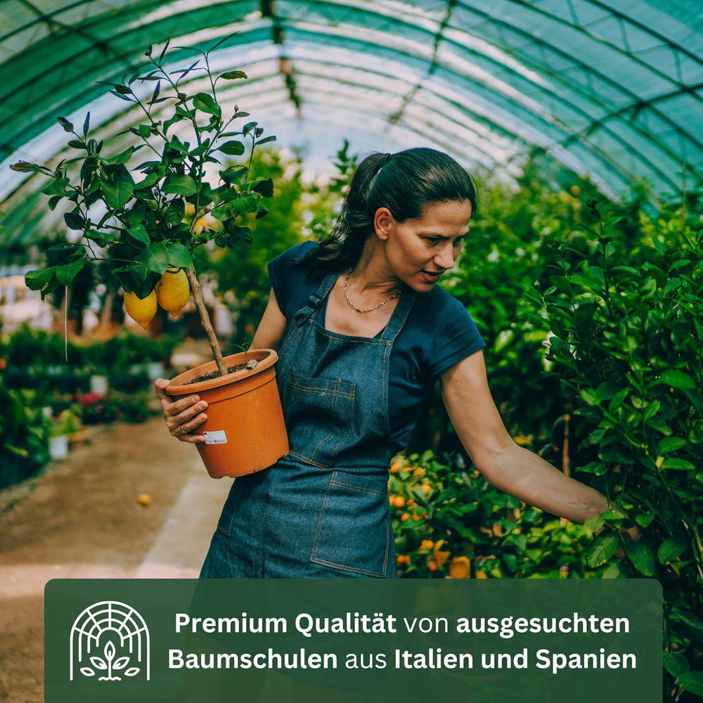 Arancio di My Oranjeria - arancio vero - pianta di agrumi - Citrus sinensis - Arancio - arancio innestato per giardinieri (Mezzo [M])