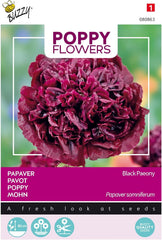 Fiori di papavero ronzio, papavero nero Peony