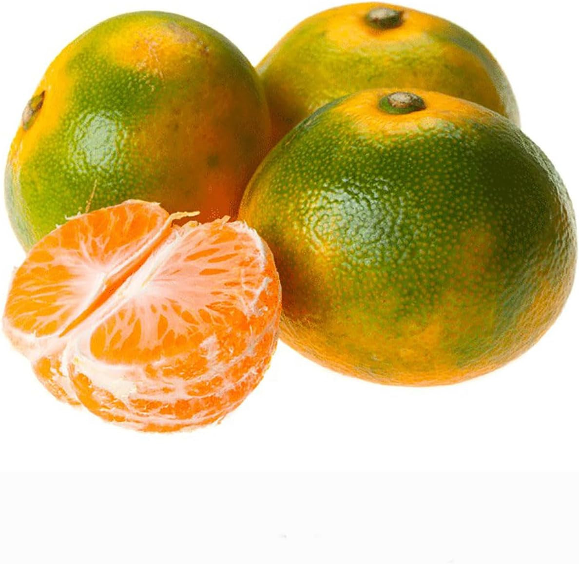 SAVINI VIVAI Mandarinenpflanze, Zitrusbaum, Frühe Mandarine Satsuma Miyagawa Im 20 Cm Topf, Höhe 70 Cm, 2-3 Jahre Veredelung, Hergestellt in Italien