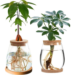 Stazione di coltivazione idroponica per piante 12x11 cm Vaso per semi di avocado Fioriera in vetro Vaso in vetro idroponico per piante acquatiche o fiori Decorazioni per la tavola da scrivania 2 pezzi