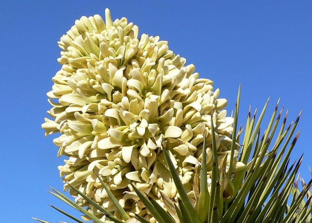 SAFLAX - Joshua Tree - 10 Samen - Yucca Brevifolia