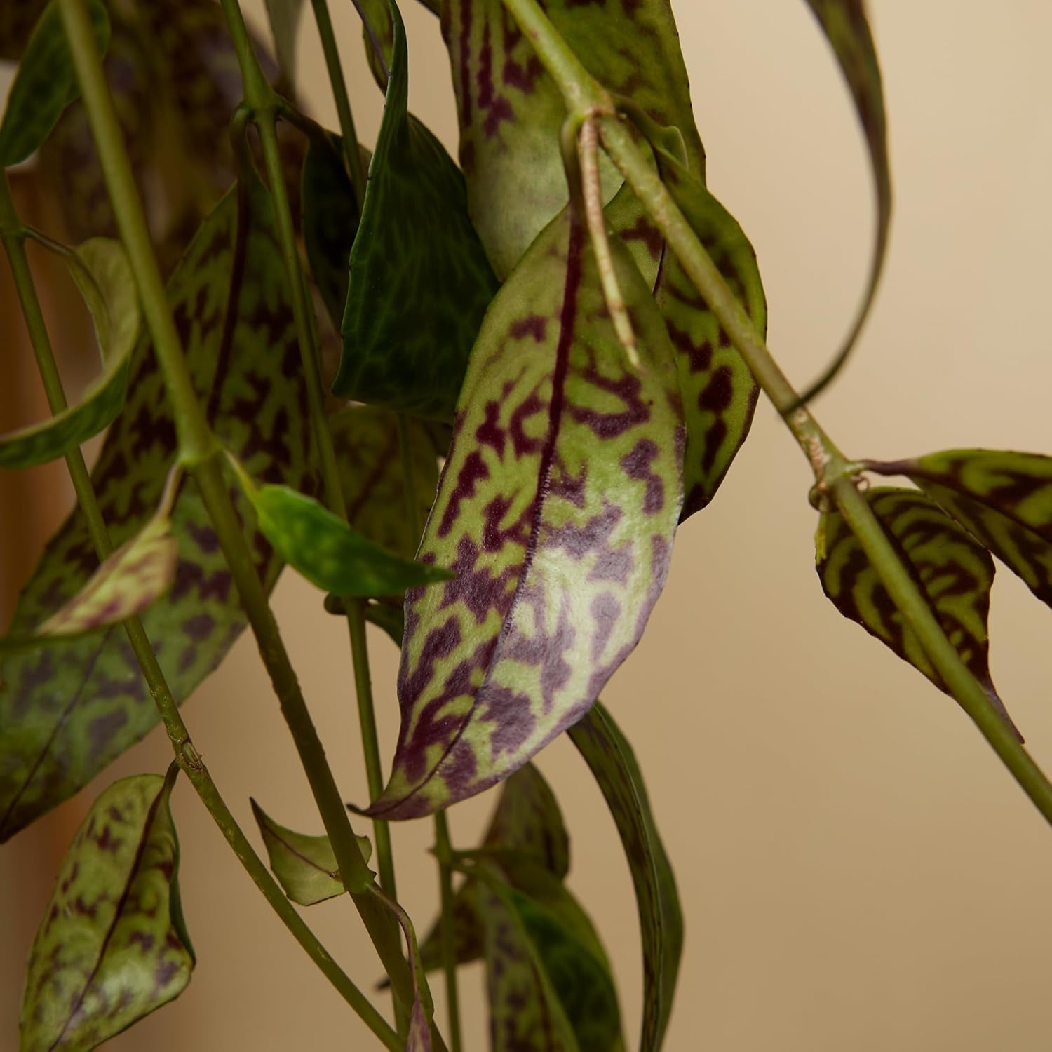 Bloomique – Aeschynanthus Marmoratus – Lippenstiftpflanze – Hängepflanze – Zimmerpflanzen – Haustierfreundlich – Luftreinigend – 30–40 Cm Hoch – Topf 17 Cm