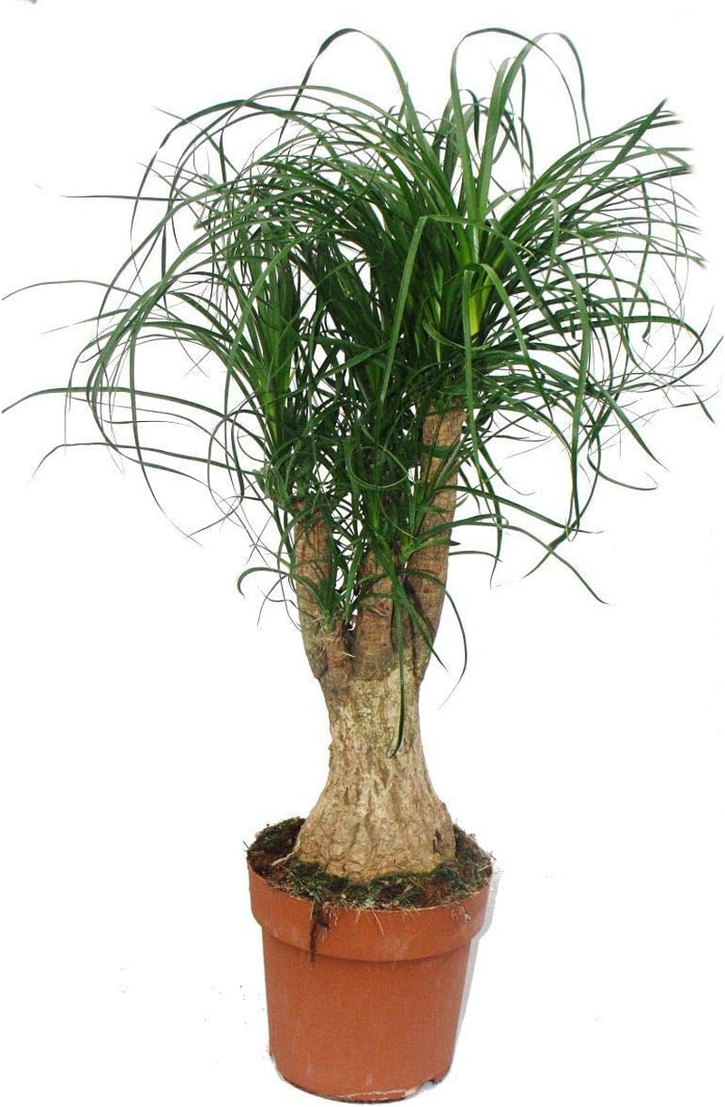 Exotenherz - Elefantenfuss - Verzweigt - Zimmerpflanze - Ca. 60Cm