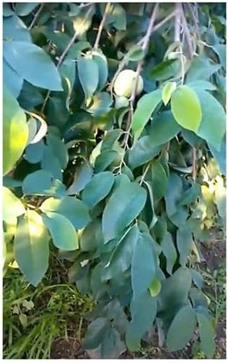 Stk - 10X Annona Cherimola Cherimoya Frucht Pflanzen - Samen ID240 -