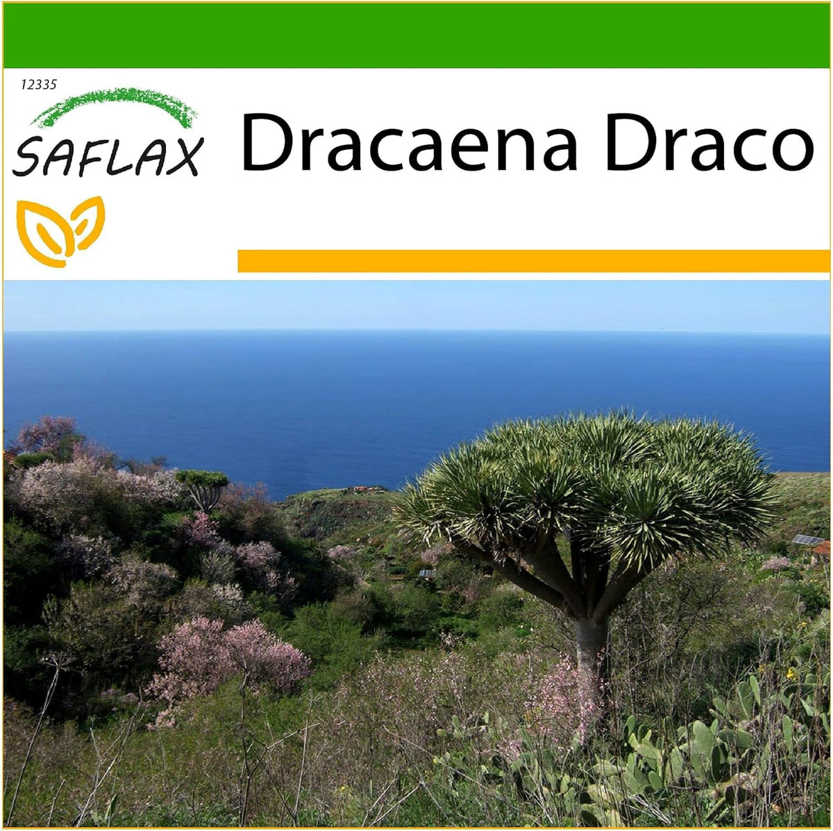 SAFLAX - Drachenbaum - 5 Samen - Mit Keimfreiem Anzuchtsubstrat - Dracaena Draco