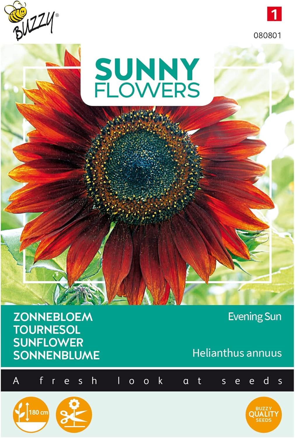 Fiori soleggiati, girasoli, sole serale