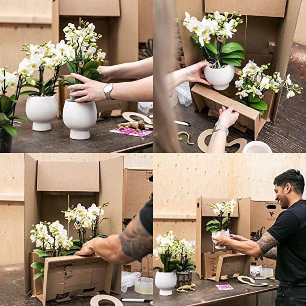 Kolibri Orchids | Lila Phalaenopsis Orchidee - Morelia - Topfgröße Ø9Cm | Blühende Zimmerpflanze - Frisch Vom Züchter