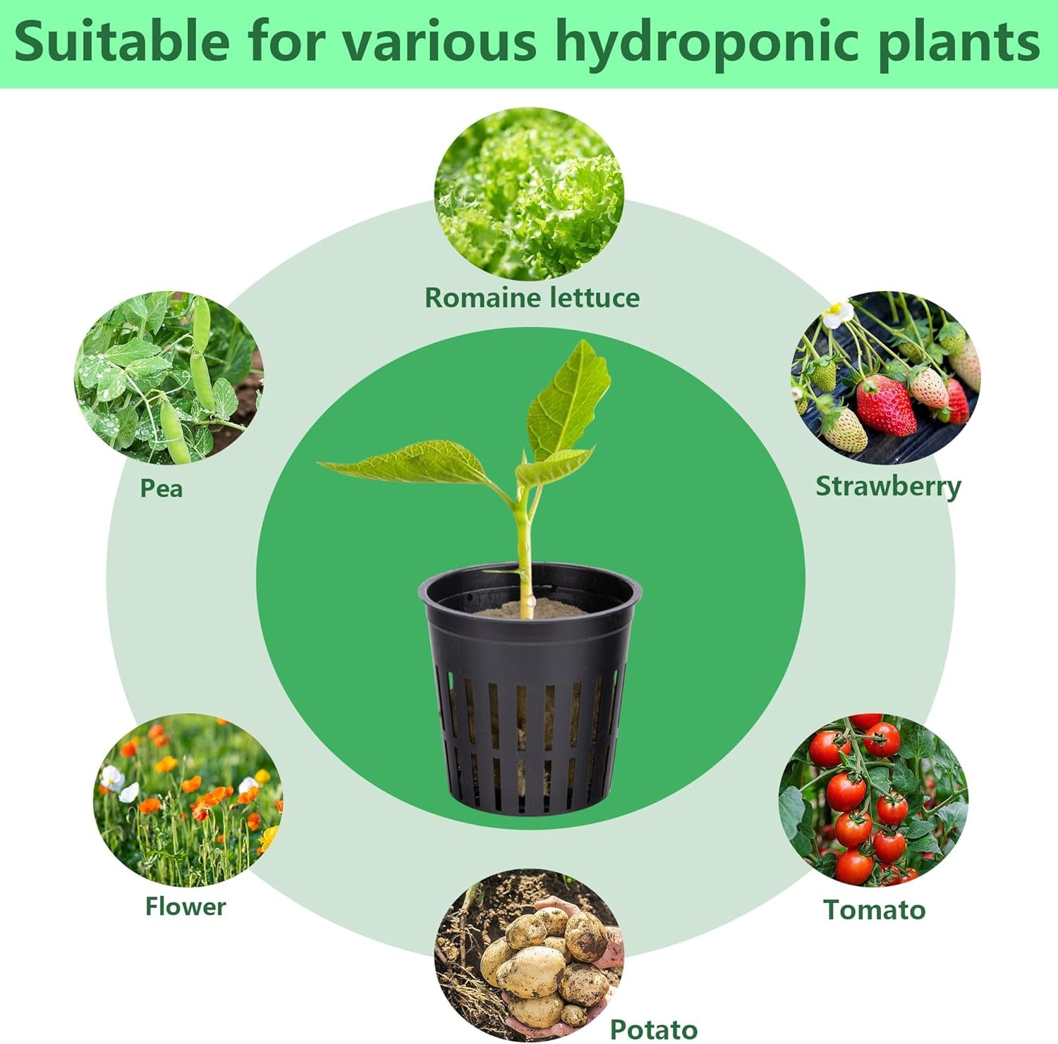 Kit rete Hydrokultur Pflanzen da 76 pezzi -20 pezzi 2 pollici (5 cm)-Topfbecher mit geschlitztem Netz, 36 pezzi Steinwolle Anzucht, 20 pezzi articolo Selbstbewässernde Dochtschnur aus Baumwolle für Hydrokultur