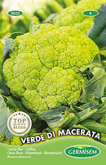 Blumenkohl VERDE DI MACERATA
