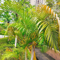 Goldfruchtpalme, Immergrüne Winterhart Dypsis Lutescens, Pflanzensamen Indoor Zimmerpflanzen Topfpflanze Grünpflanzen 250Samen