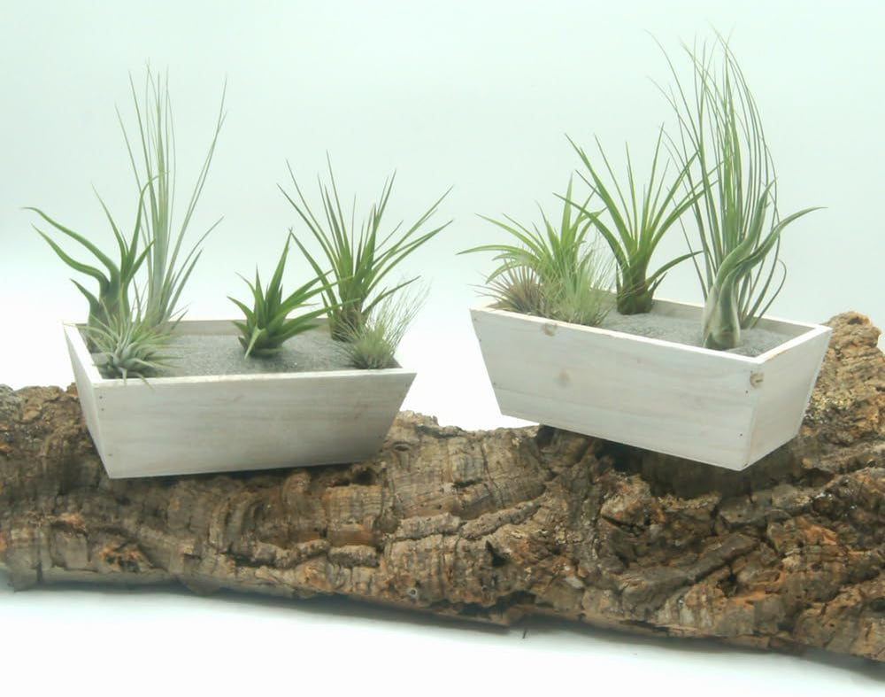 Tillandsien 5Er-Mix Mit EXTRA T. Fuchsii Var Gracilis, Luftreinigende Air Plants, Pflegeleicht, Natürliche Deko, Gärtnereizucht