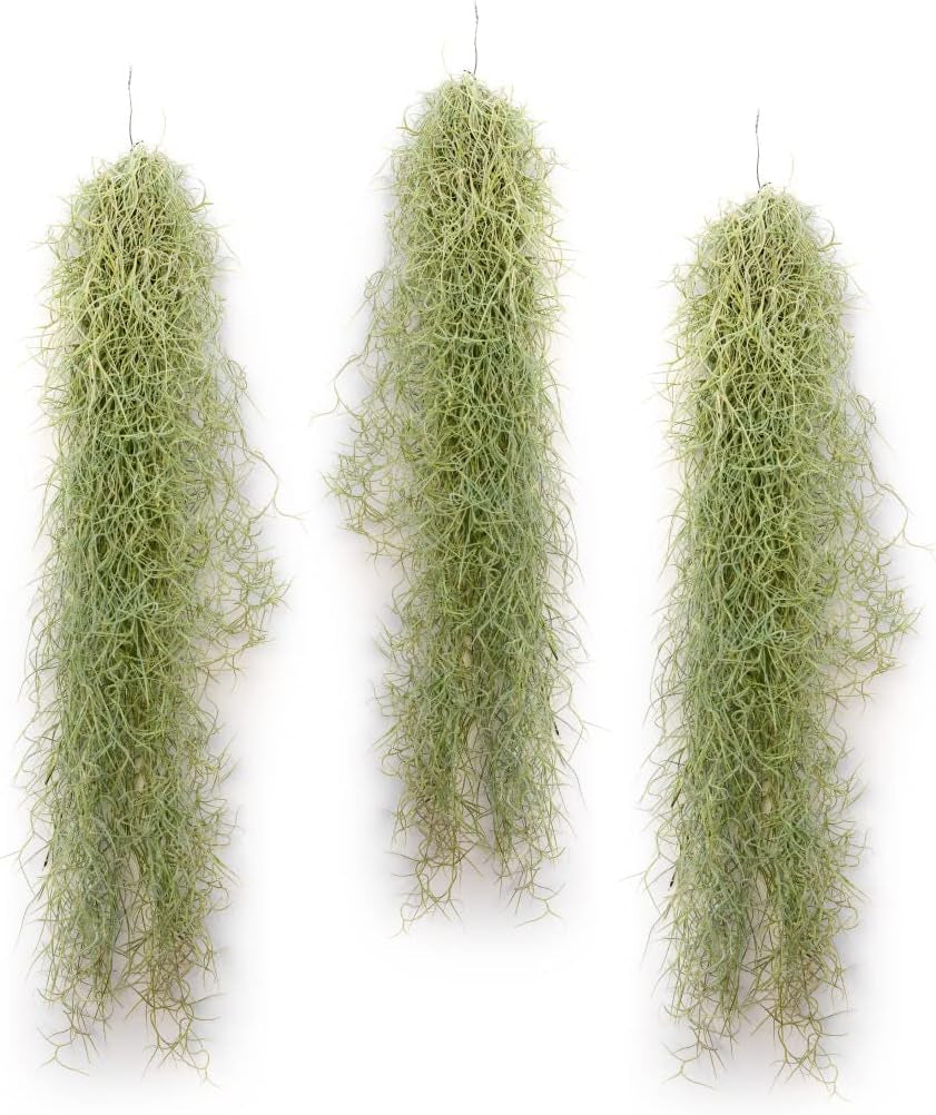 Air Plant Tillandsien Usneoides - Feenhaar Weiß - Tillandsien Hängend – Hängepflanze – Hängedeko - Luftpflanzen Hängend - Feenhaar Weiß - Pflanze Ohne Erde (1, 20-30 Cm)