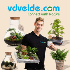 Vdvelde.Com - Ecoworld Mini Sukkulenten Set Echt - 10 Verschiedene Arten Sehr Pflegeleicht, Benötigen Wenig Wasser - 10 Mini Sukkulente Echte Pflanzen Ø 6 Cm - Höhe 8-15 Cm
