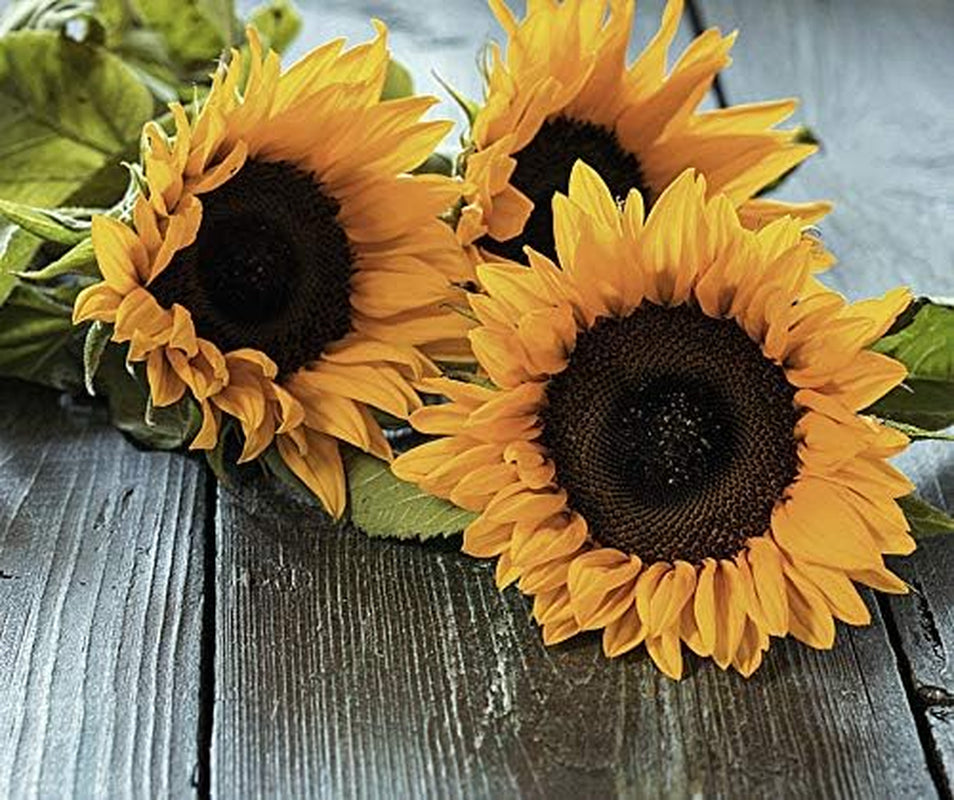 Blumensamen Taiyo Sonnenblume Portion