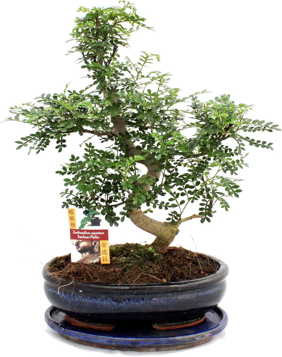 Exotenherz - Bonsai Chinesischer Feigenbaum - Ficus Retusa - Ca. 10 Jahre